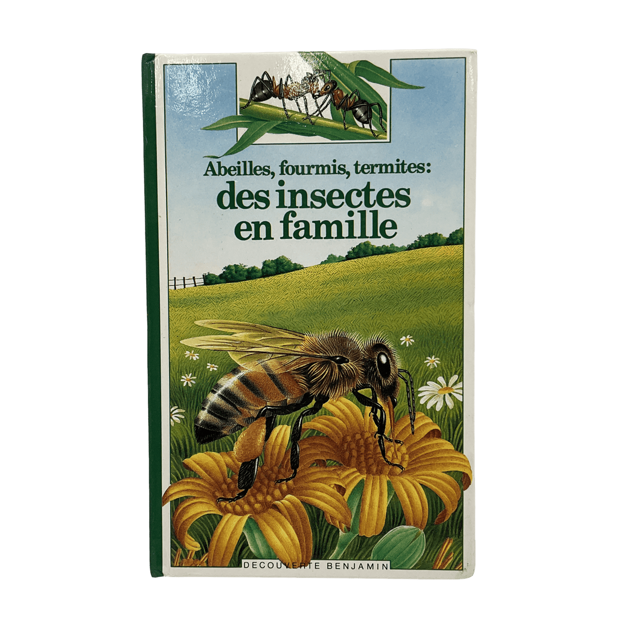 Abeilles, fourmis, termites : des insectes en famille - KIDIBAM