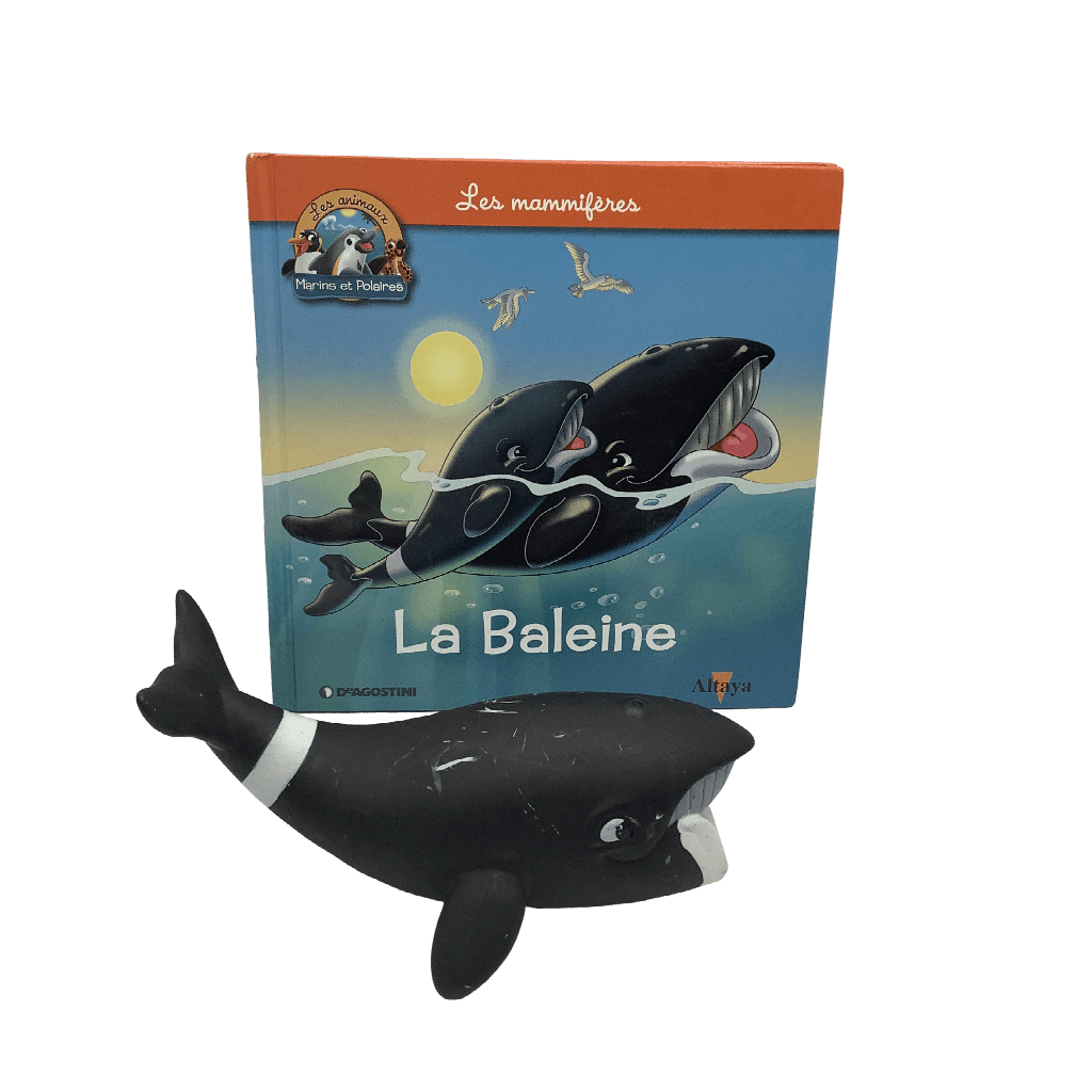 Les mammifères - La Baleine - KIDIBAM