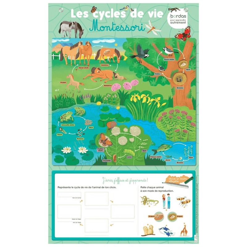 Poster effaçable - Cycles de vie Montessori 45x72cm - KIDIBAM